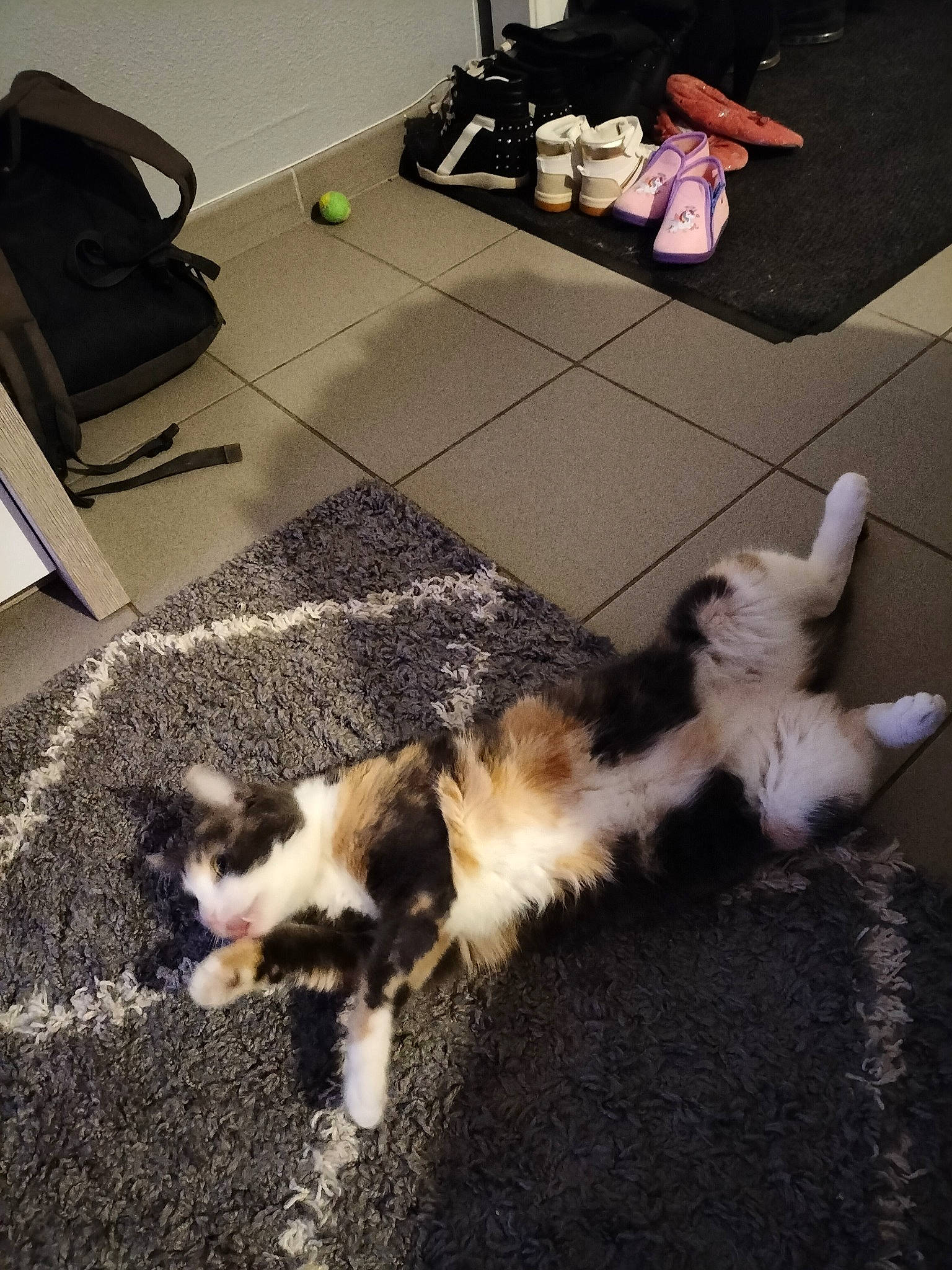 Plume participe au concours pour gagner de l'argent avec cette photo : bag, carnivore, cat, comfort, companion_dog, dog_breed, domestic_short_haired_cat, fawn, felidae, floor, flooring, fur, hardwood, luggage_and_bags, paw, small_to_medium_sized_cats, sporting_group, tail, whiskers, wood