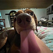 Moosey Goose is registered to the contest to win money with this photo: dog, tongue, close_up, indoor, furniture, blanket, wooden_ceiling, living_room, quilt, brown_dog, pet, animal, canine, home, carpet, chair, shelf, table, cozy, funny