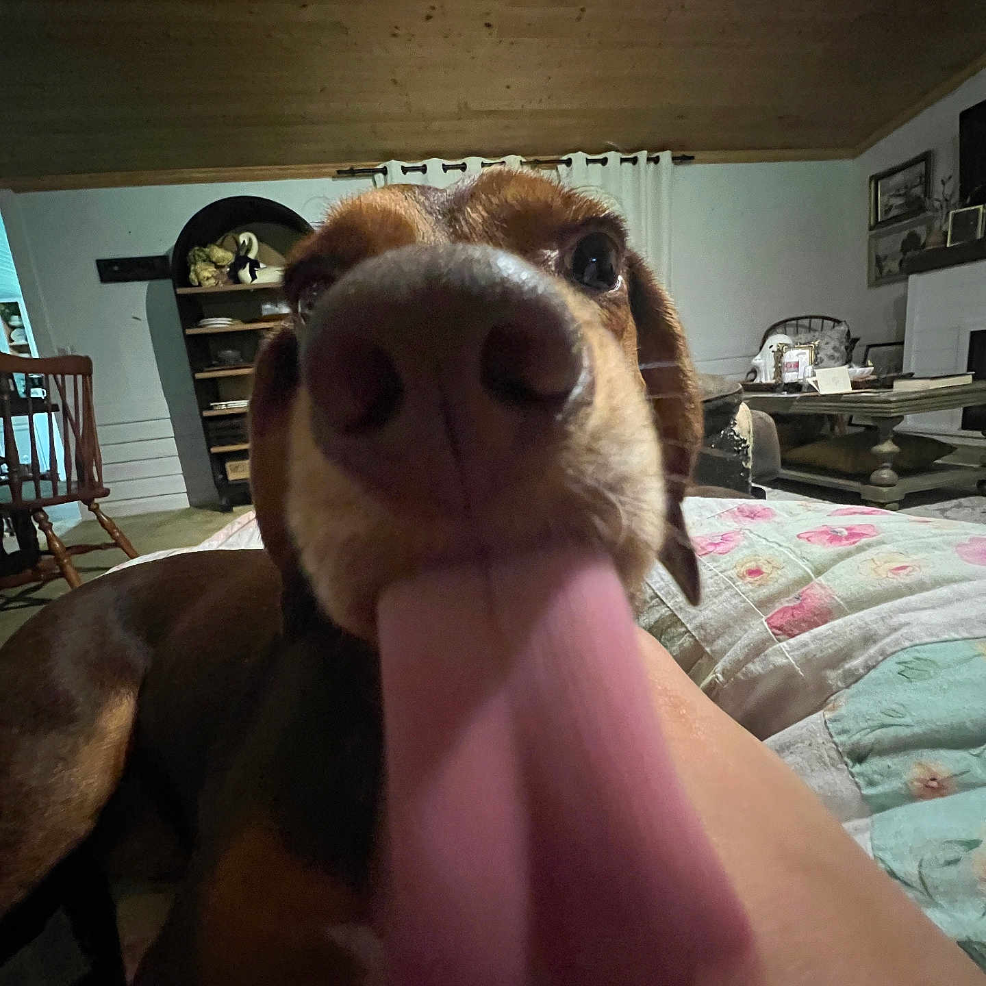 Moosey Goose is registered to the contest to win money with this photo: animal, blanket, brown_dog, canine, carpet, chair, close_up, cozy, dog, funny, furniture, home, indoor, living_room, pet, quilt, shelf, table, tongue, wooden_ceiling