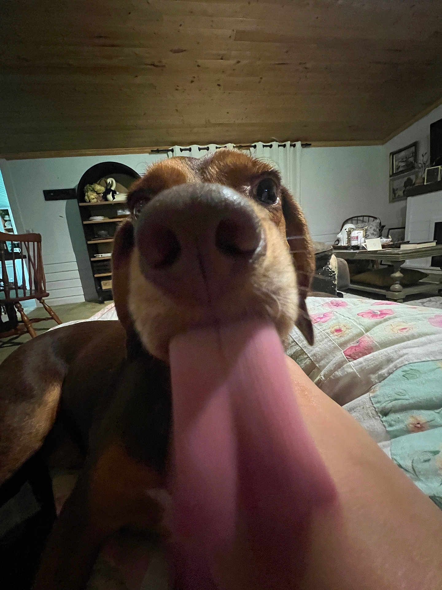 Moosey Goose is registered to the contest to win money with this photo: dog, tongue, close_up, indoor, furniture, blanket, wooden_ceiling, living_room, quilt, brown_dog, pet, animal, canine, home, carpet, chair, shelf, table, cozy, funny