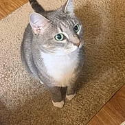 Gracie is registered to the contest to win money with this photo: cat, gray_cat, white_chest, green_eyes, sitting, carpet, indoor, pet, feline, curious, whiskers, ears, tail, wood_floor, domestic_animal, cute, alert, fur, closeup, animal