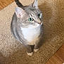 cat, gray_cat, white_chest, green_eyes, sitting, carpet, indoor, pet, feline, curious, whiskers, ears, tail, wood_floor, domestic_animal, cute, alert, fur, closeup, animal