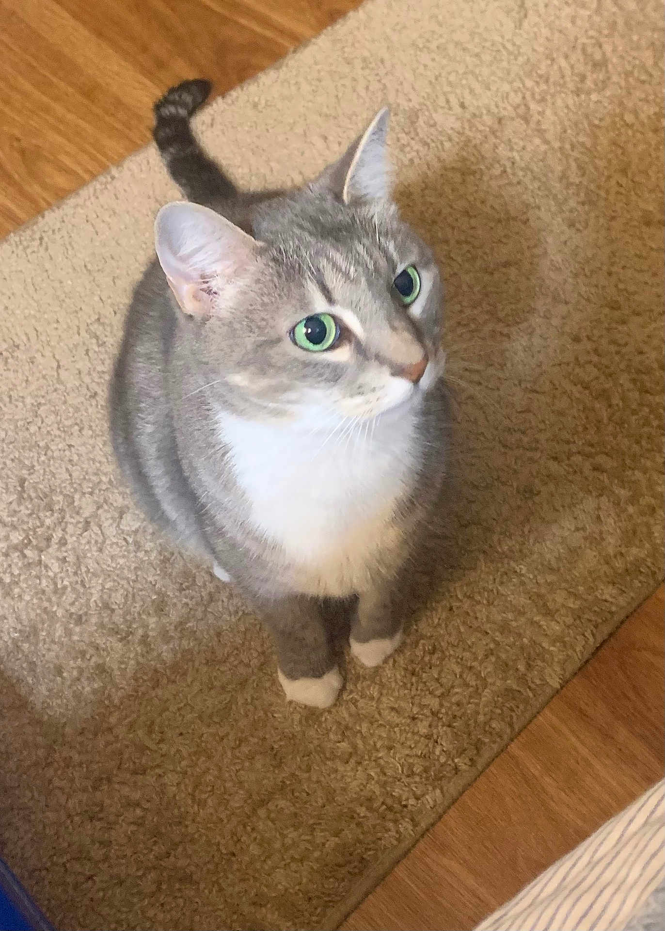 Gracie