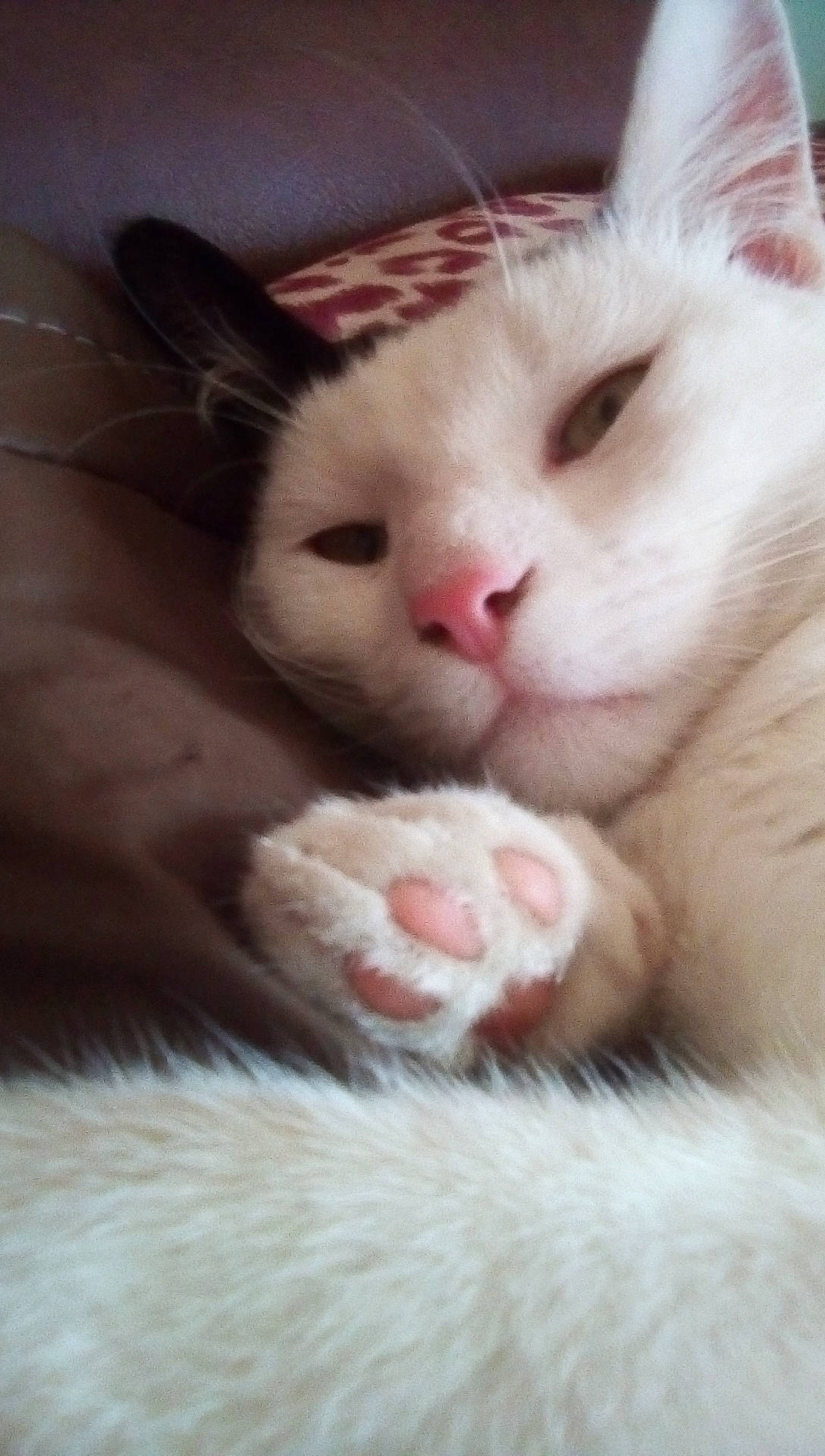 Opi a rejoint le concours — aidez-le/la à gagner de superbes lots ! carnivore, cat, close_up, colorpoint_shorthair, eye, fawn, felidae, fur, khao_manee, kitten, nap, nose, paw, ragdoll, skin, small_to_medium_sized_cats, snout, turkish_angora, turkish_van, whiskers