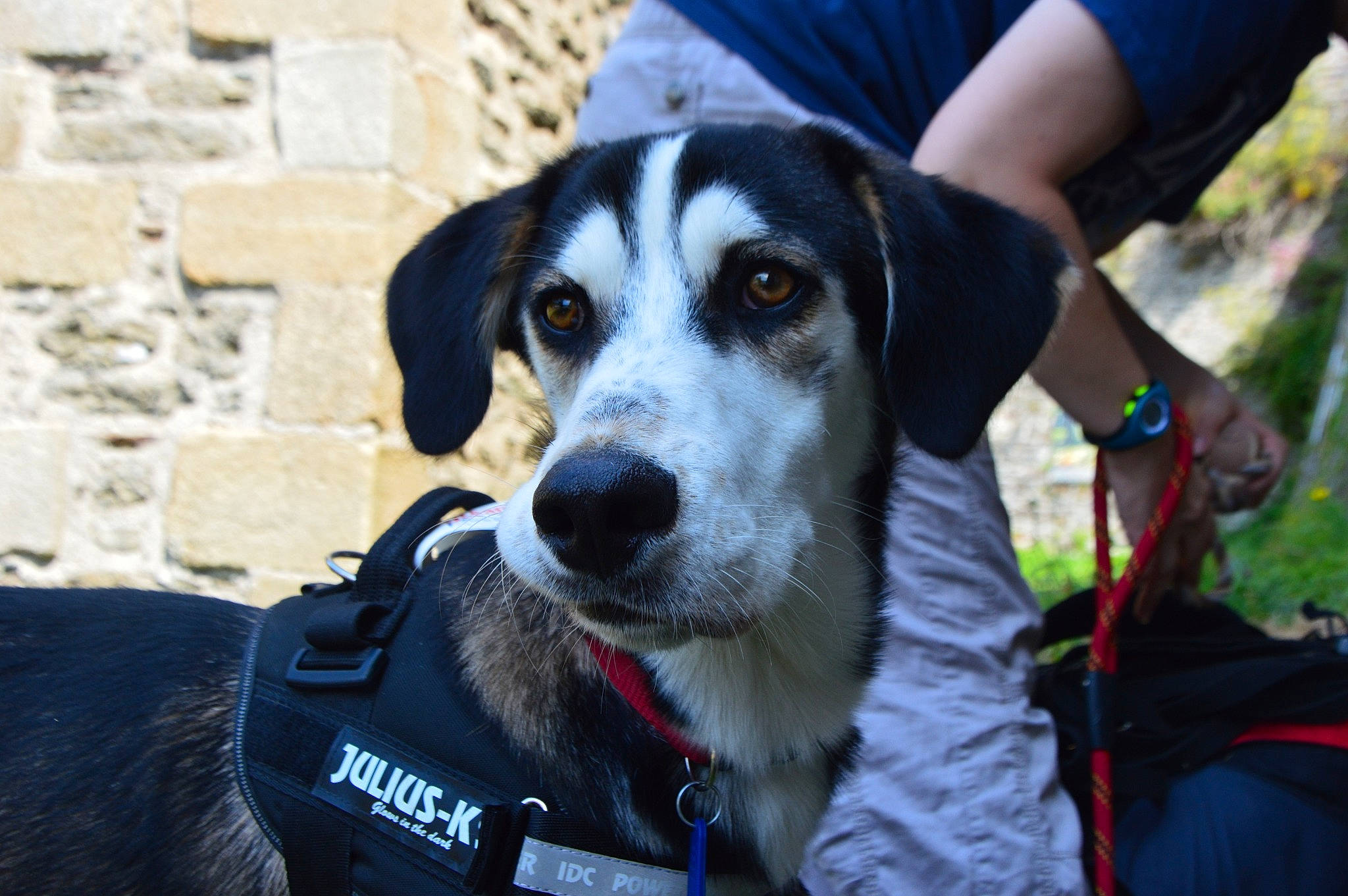 O'Neill participe au concours pour gagner de l'argent avec cette photo : adventure, beagle, bluetick_coonhound, canidae, carnivore, companion_dog, dog, dog_breed, hound, hunting_dog, mammal, rare_breed_dog, snout, sporting_group, vertebrate