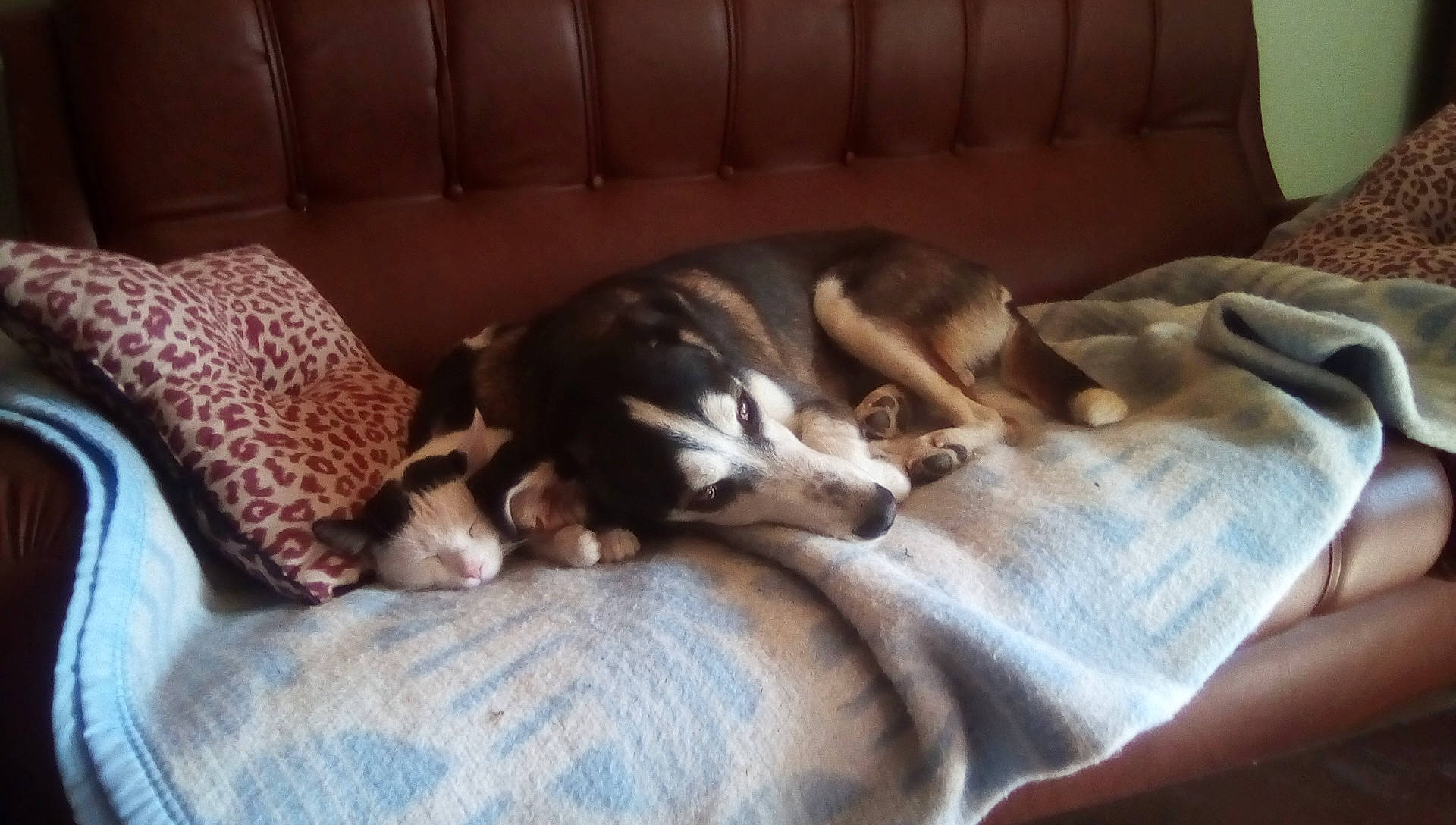 O'Neill a rejoint le concours — aidez-le/la à gagner de superbes lots ! beagle, canidae, carnivore, comfort, companion_dog, dog, dog_breed, mammal, nap, puppy, siberian_husky, sleep, sporting_group