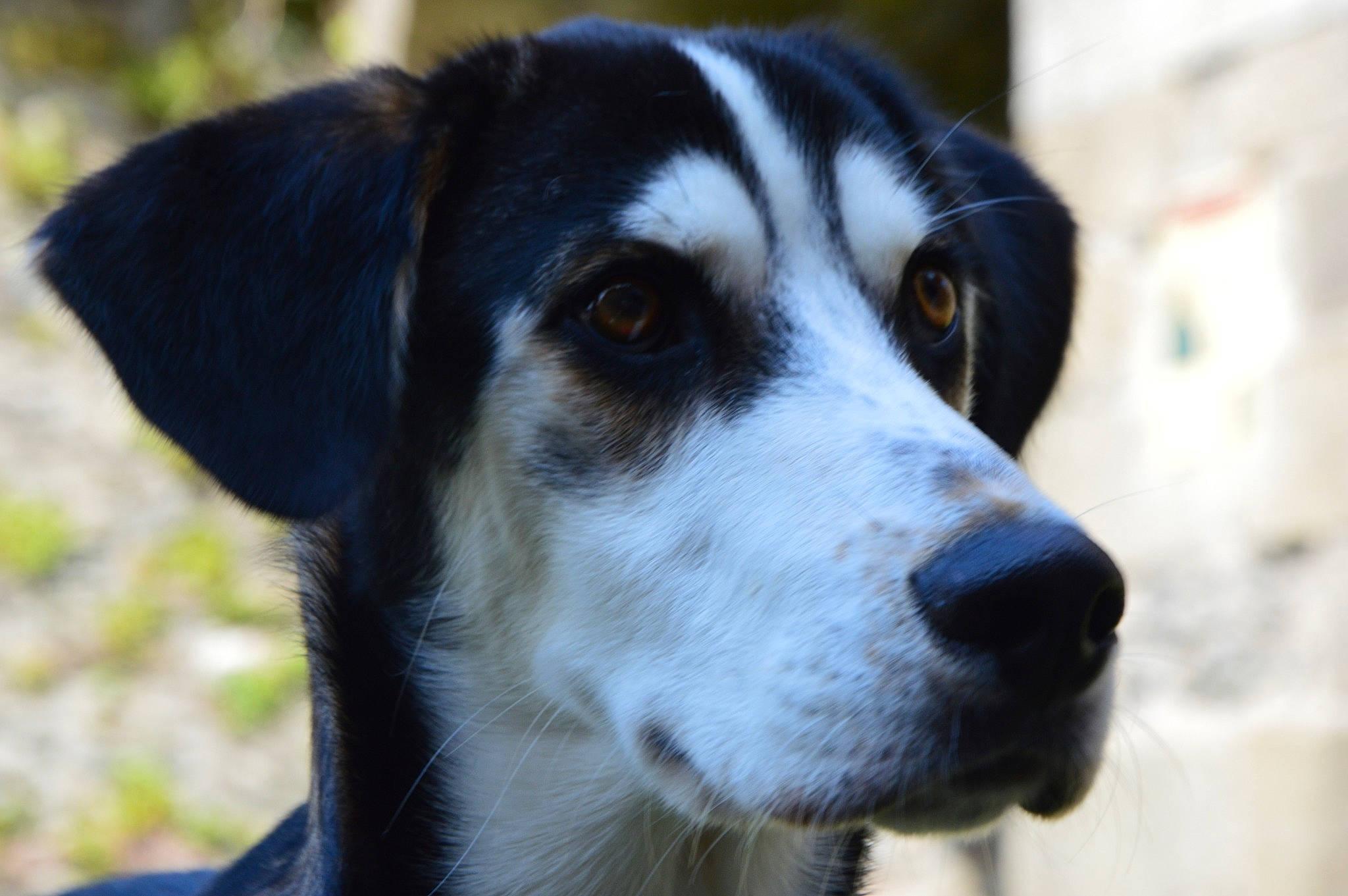 O'Neill participe au concours pour gagner de l'argent avec cette photo : canidae, carnivore, dog, dog_breed, mammal, nose, rare_breed_dog, snout, sporting_group, vertebrate, whiskers