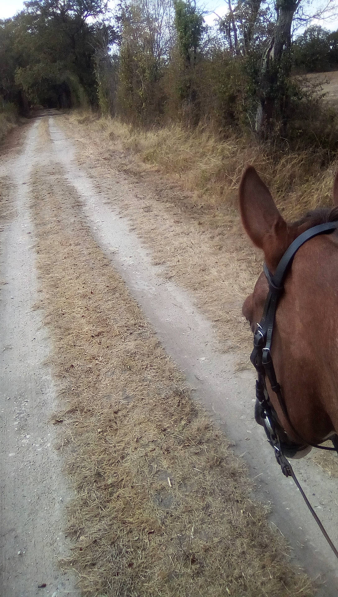 Lovecats participe au concours pour gagner de l'argent avec cette photo : bridle, fawn, horse, horse_tack, mane, mare, pack_animal, rein, road, snout, trail_riding, wildlife, working_animal