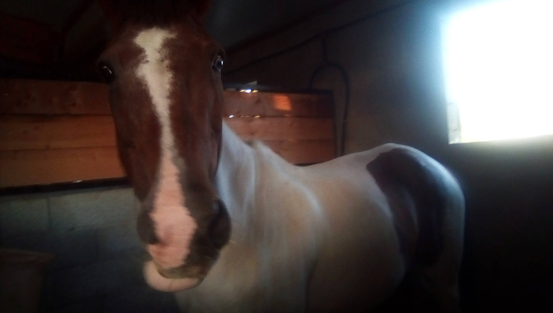 Lovecats participe au concours pour gagner de l'argent avec cette photo : colt, ear, eye, horse, livestock, mammal, mane, mare, mustang_horse, neck, nose, snout, stallion