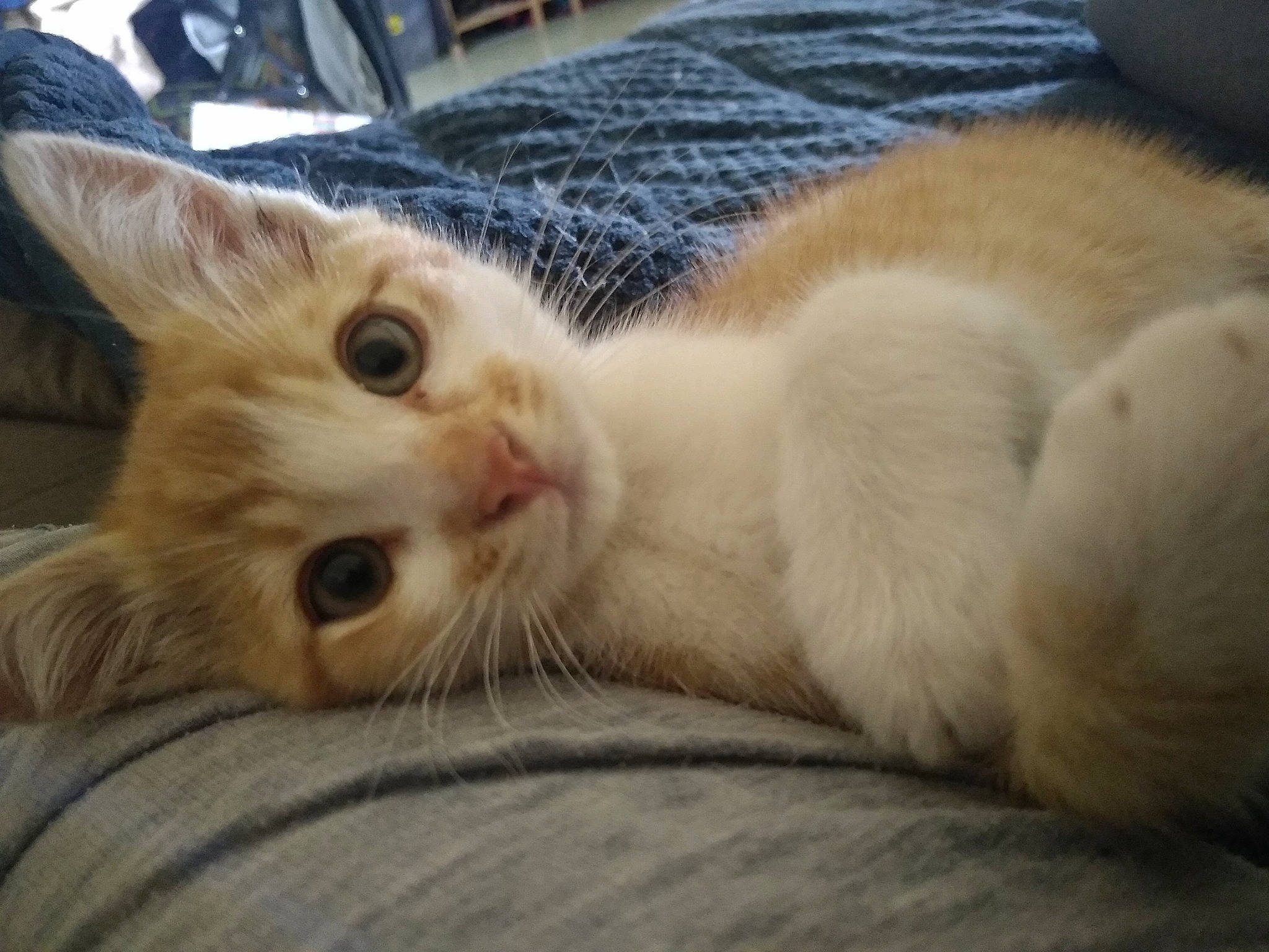 Rocket a rejoint le concours — aidez-le/la à gagner de superbes lots ! aegean_cat, arabian_mau, asian, burmilla, carnivore, cat, colorpoint_shorthair, european_shorthair, eye, fawn, felidae, fur, kitten, mammal, paw, singapura, small_to_medium_sized_cats, snout, turkish_angora, whiskers