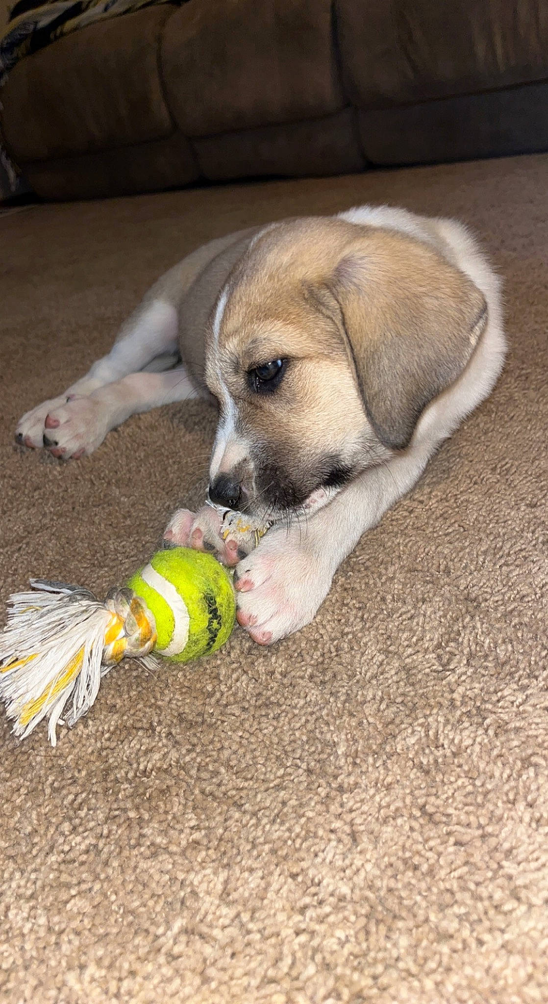 Ruby joined the competition — help win amazing prizes! ball, canidae, carnivore, companion_dog, dog, dog_breed, dog_supply, dog_toy, fawn, flooring, paw, pet_supply, puppy, snout, soil, sporting_group, tail, tennis_ball, terrestrial_animal, working_animal