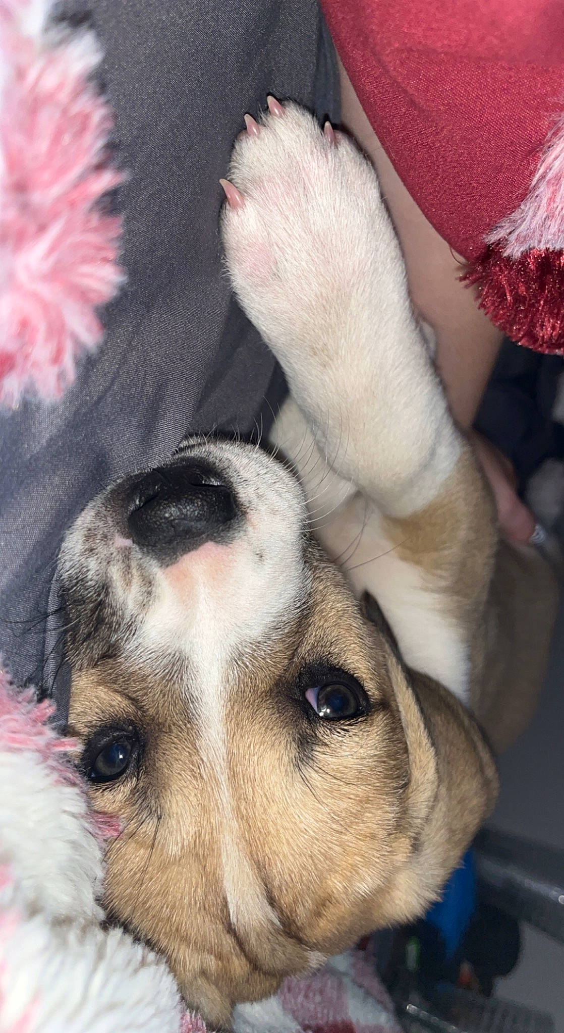 Ruby is registered to the contest to win money with this photo: canidae, carnivore, comfort, companion_dog, dog, dog_breed, ear, fawn, flower, fur, gesture, mammal, nail, paw, petal, puppy_love, snout, sporting_group, whiskers, white