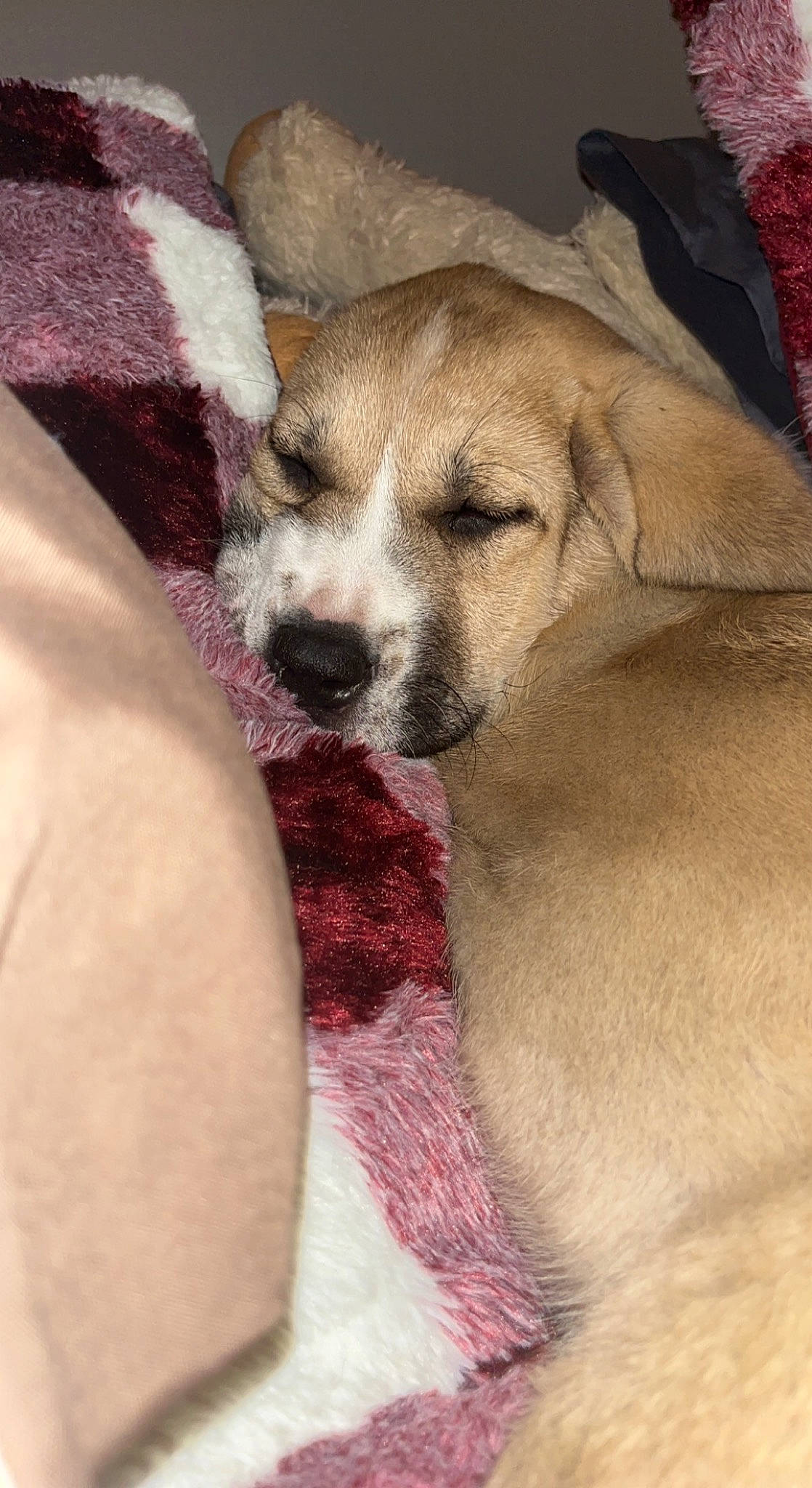 Ruby is registered to the contest to win money with this photo: canidae, carnivore, comfort, companion_dog, dog, dog_breed, fawn, fur, linens, nap, non_sporting_group, paw, snout, sporting_group, street_dog, terrestrial_animal, toy_dog, whiskers