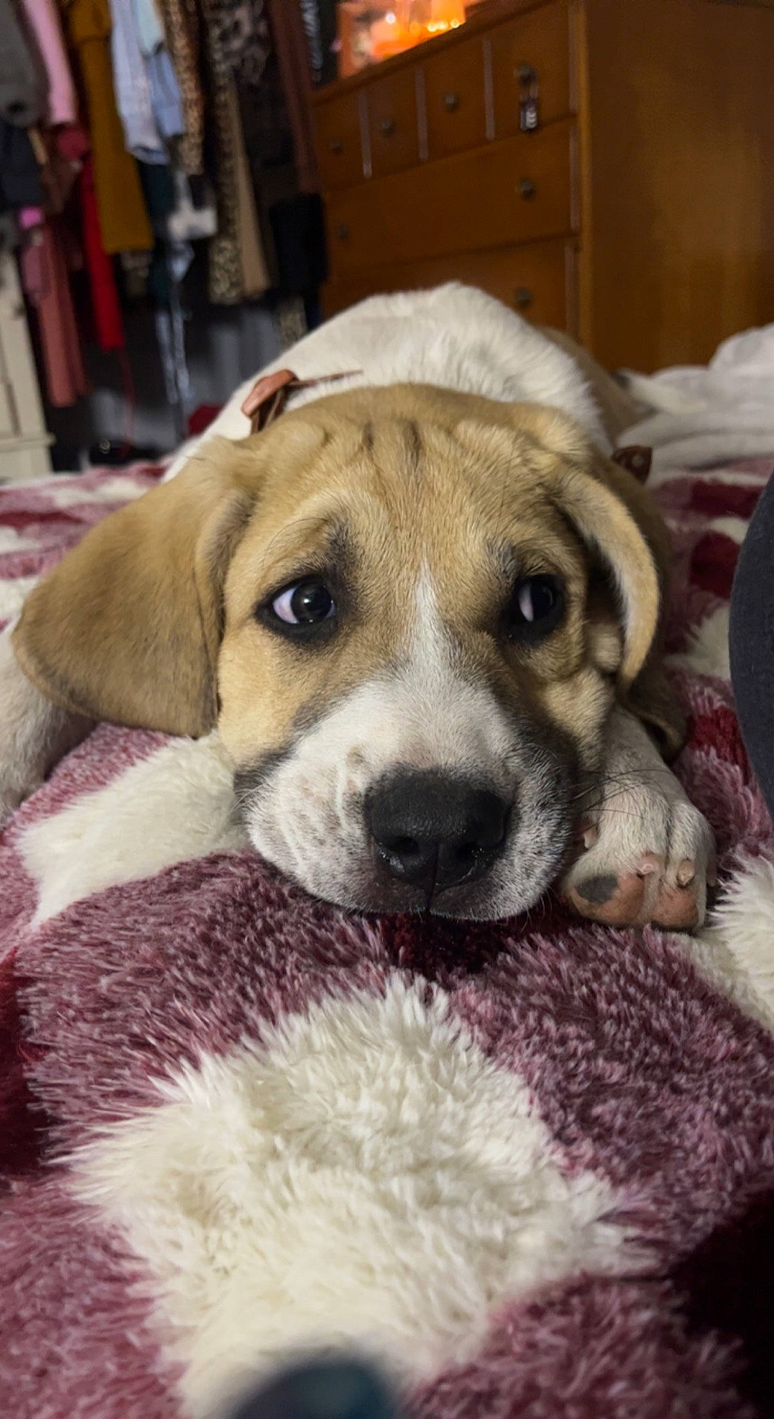 Ruby is registered to the contest to win money with this photo: ancient_dog_breeds, canidae, carnivore, companion_dog, dog, dog_breed, fawn, fur, non_sporting_group, paw, puppy_love, scent_hound, snout, sporting_group, street_dog, terrestrial_animal, whiskers