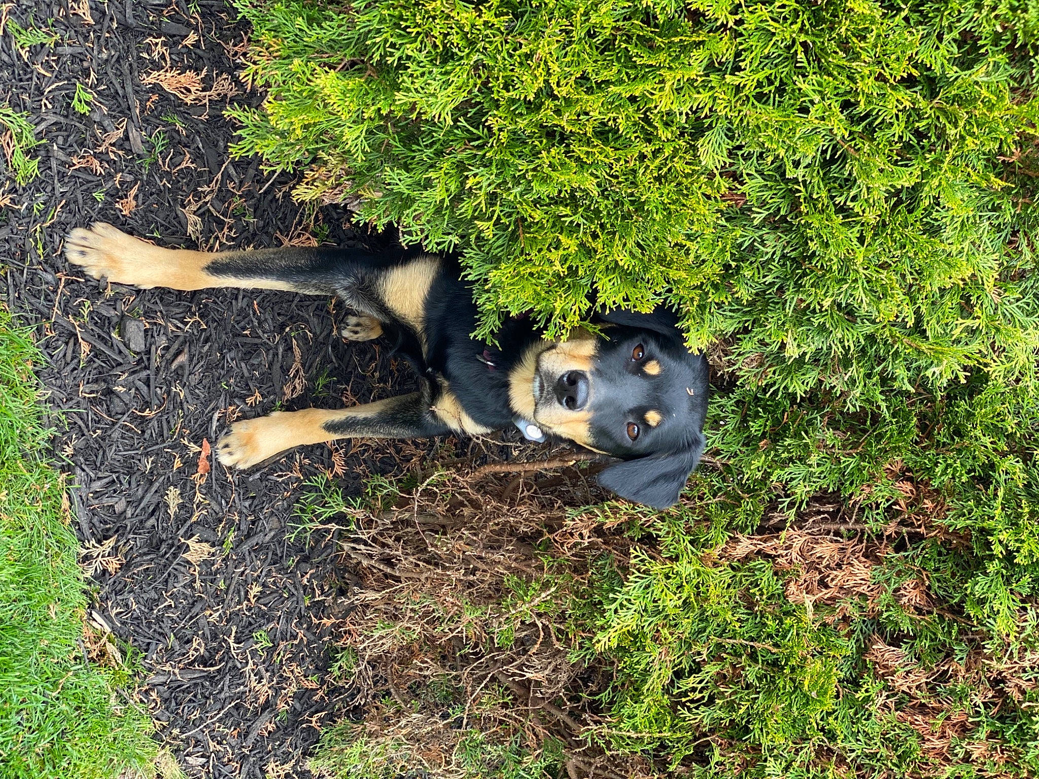 Jazmine is registered to the contest to win money with this photo: canidae, fawn, garden, grass, grass_family, groundcover, landscape, lawn, people_in_nature, plant, shadow, shrub, soil, sporting_group, tail, terrestrial_animal, toy, tree, wildlife, yard