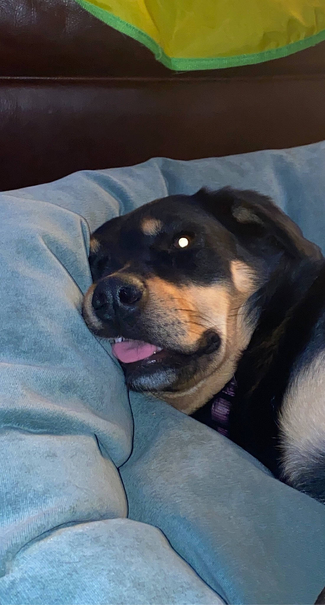 Jazmine is registered to the contest to win money with this photo: cable_television, canidae, carnivore, comfort, companion_dog, couch, dog, dog_breed, fawn, fur, guard_dog, jaw, paw, puppy, sitting, sporting_group, terrestrial_animal, whiskers, working_animal, working_dog