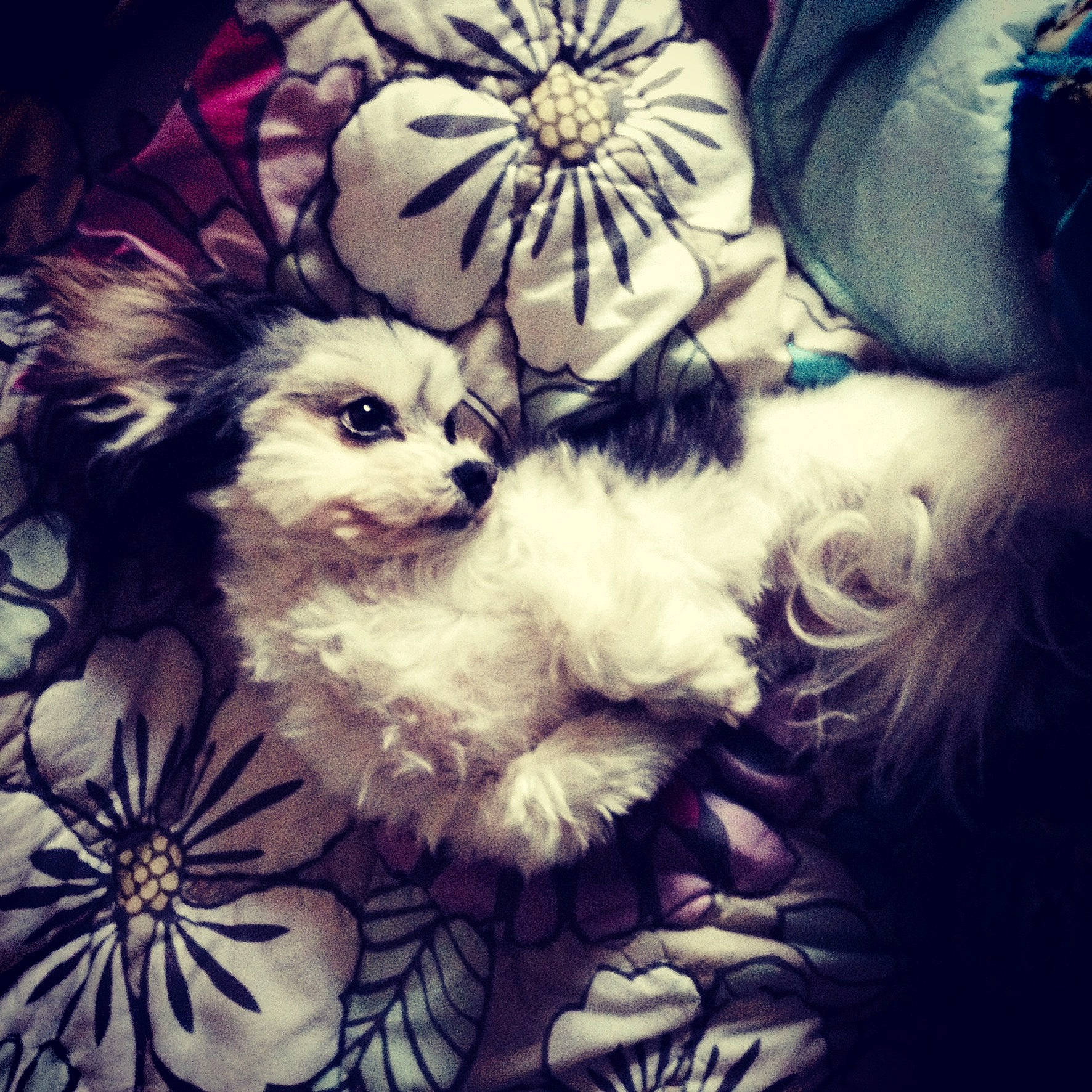 Clarabell joined the competition — help win amazing prizes! carnivore, cloud, companion_dog, dog, dog_breed, fawn, fur, happy, meteorological_phenomenon, morning, pattern, petal, plant, sky, small_terrier, sporting_group, terrier, toy, toy_dog, whiskers