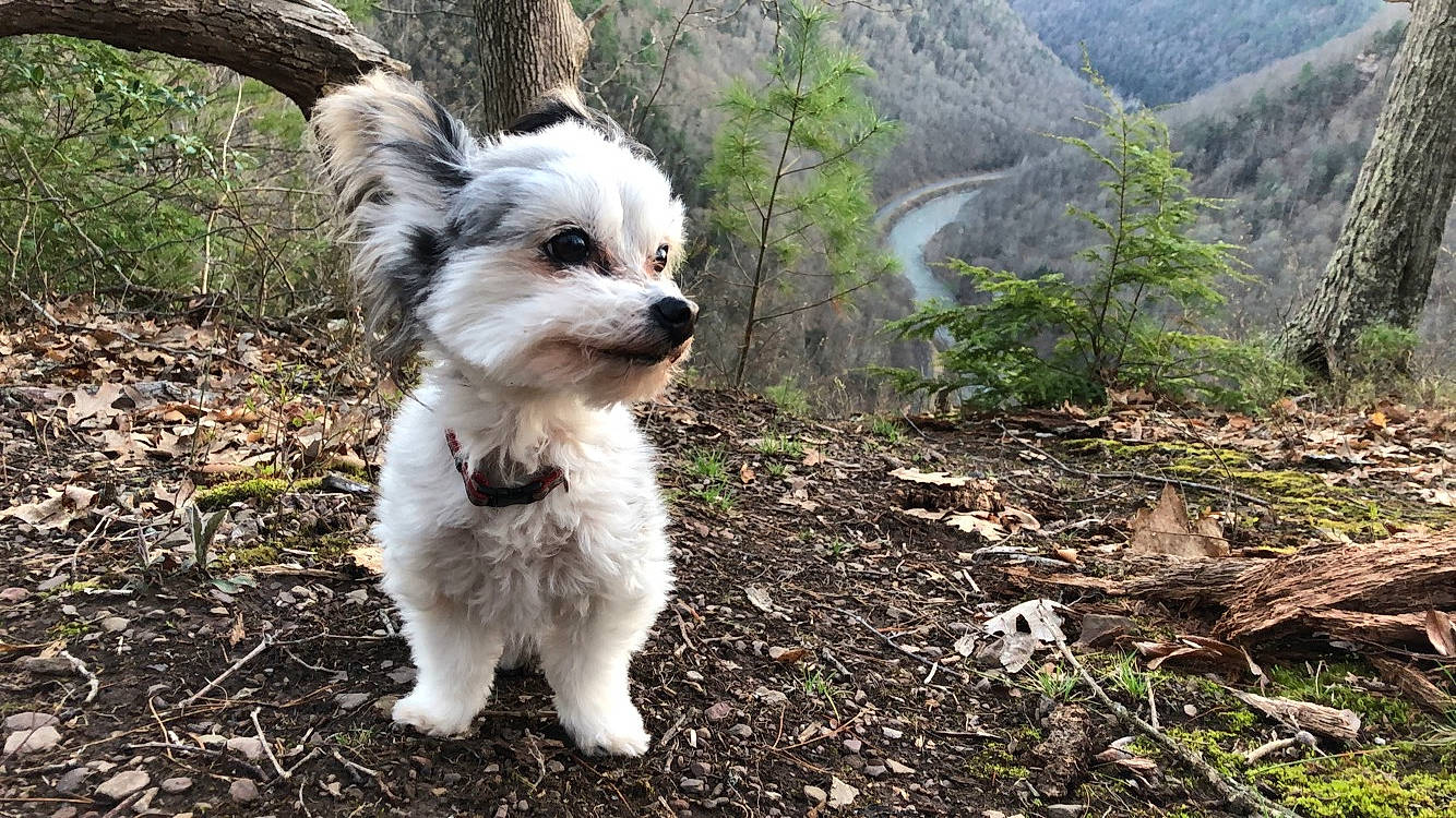 Clarabell joined the competition — help win amazing prizes! canidae, carnivore, collar, companion_dog, dog, dog_breed, dog_supply, fawn, fur, grass, plant, small_terrier, snout, soil, sporting_group, terrier, toy_dog, tree, whiskers, working_animal