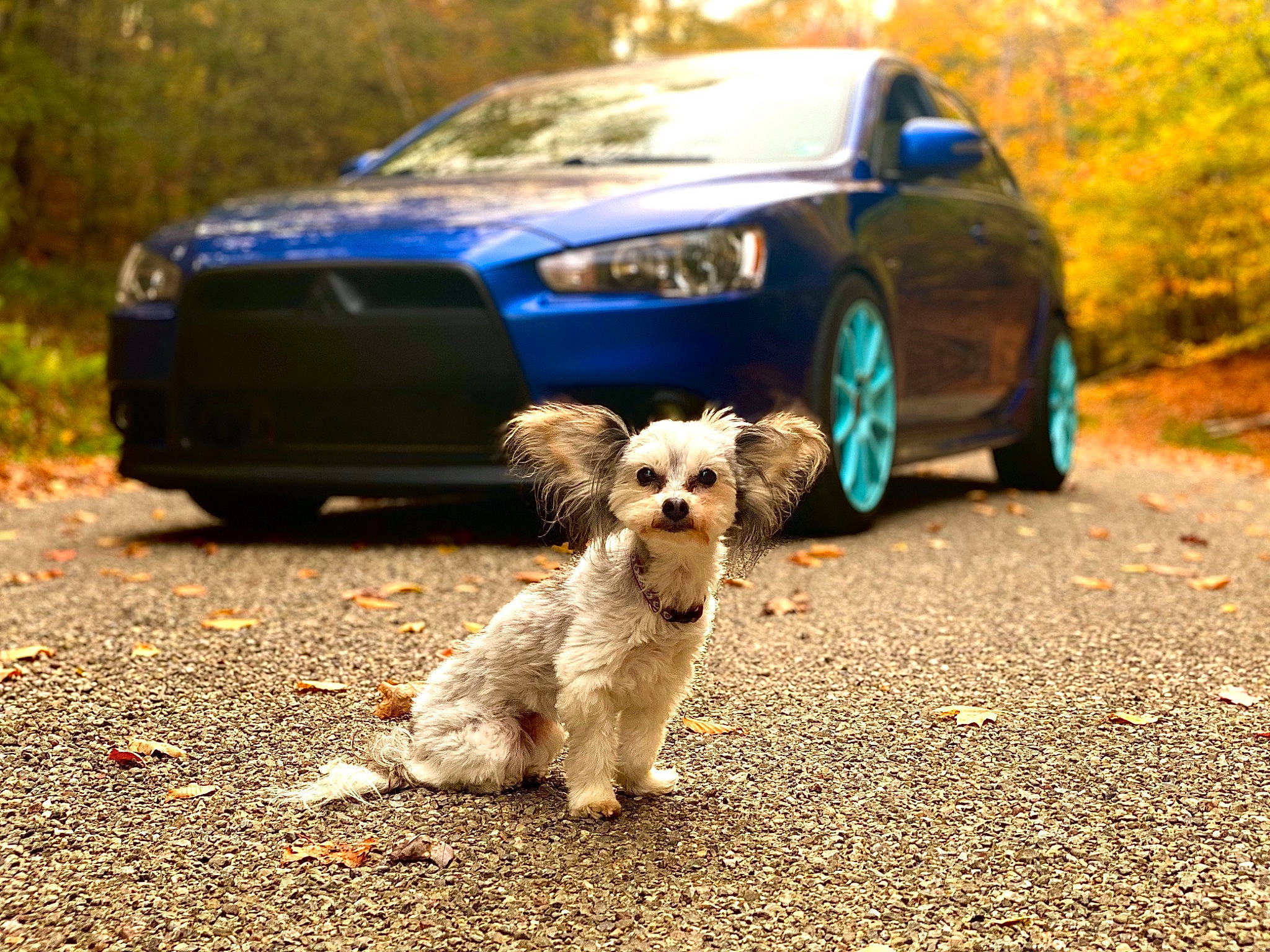 Clarabell joined the competition — help win amazing prizes! alloy_wheel, asphalt, automotive_design, automotive_lighting, automotive_tire, bumper, car, carnivore, companion_dog, dog, dog_breed, fawn, grille, hood, land_vehicle, motor_vehicle, road_surface, tire, vehicle, wheel