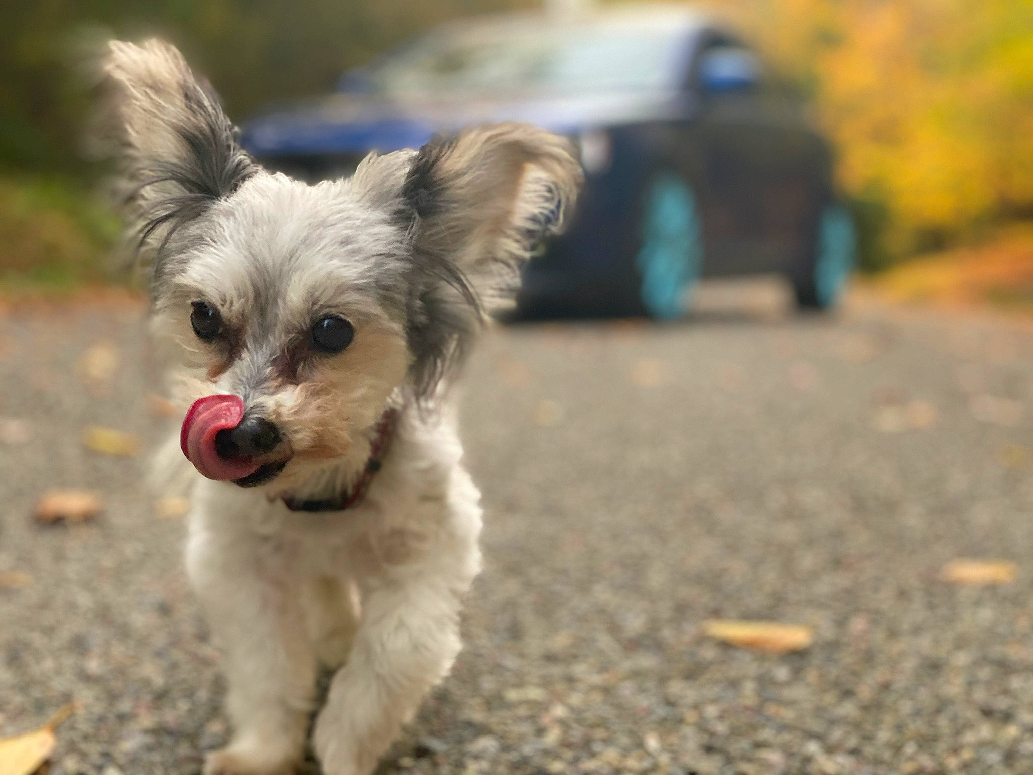 Clarabell is registered to the contest to win money with this photo: asphalt, canidae, car, carnivore, companion_dog, dog, dog_breed, dog_supply, fur, grass, maltepoo, road, small_terrier, snout, soil, sporting_group, terrier, toy_dog, vehicle, working_animal