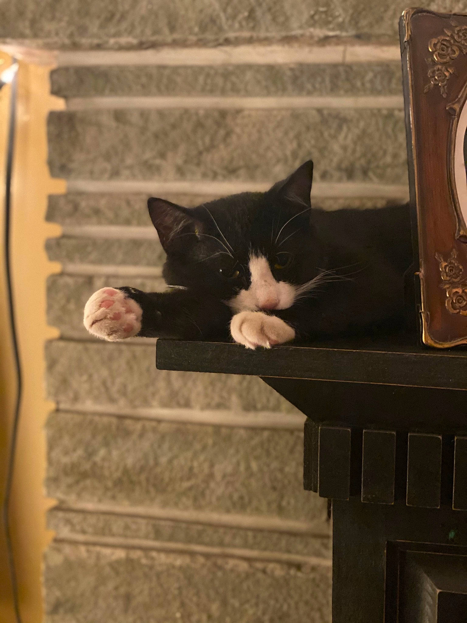 Lil Dickie is registered to the contest to win money with this photo: black_cat, brown, carnivore, cat, domestic_short_haired_cat, felidae, flooring, fur, grey, mammal, shadow, small_to_medium_sized_cats, snout, stairs, tail, tints_and_shades, vertebrate, whiskers, window, wood