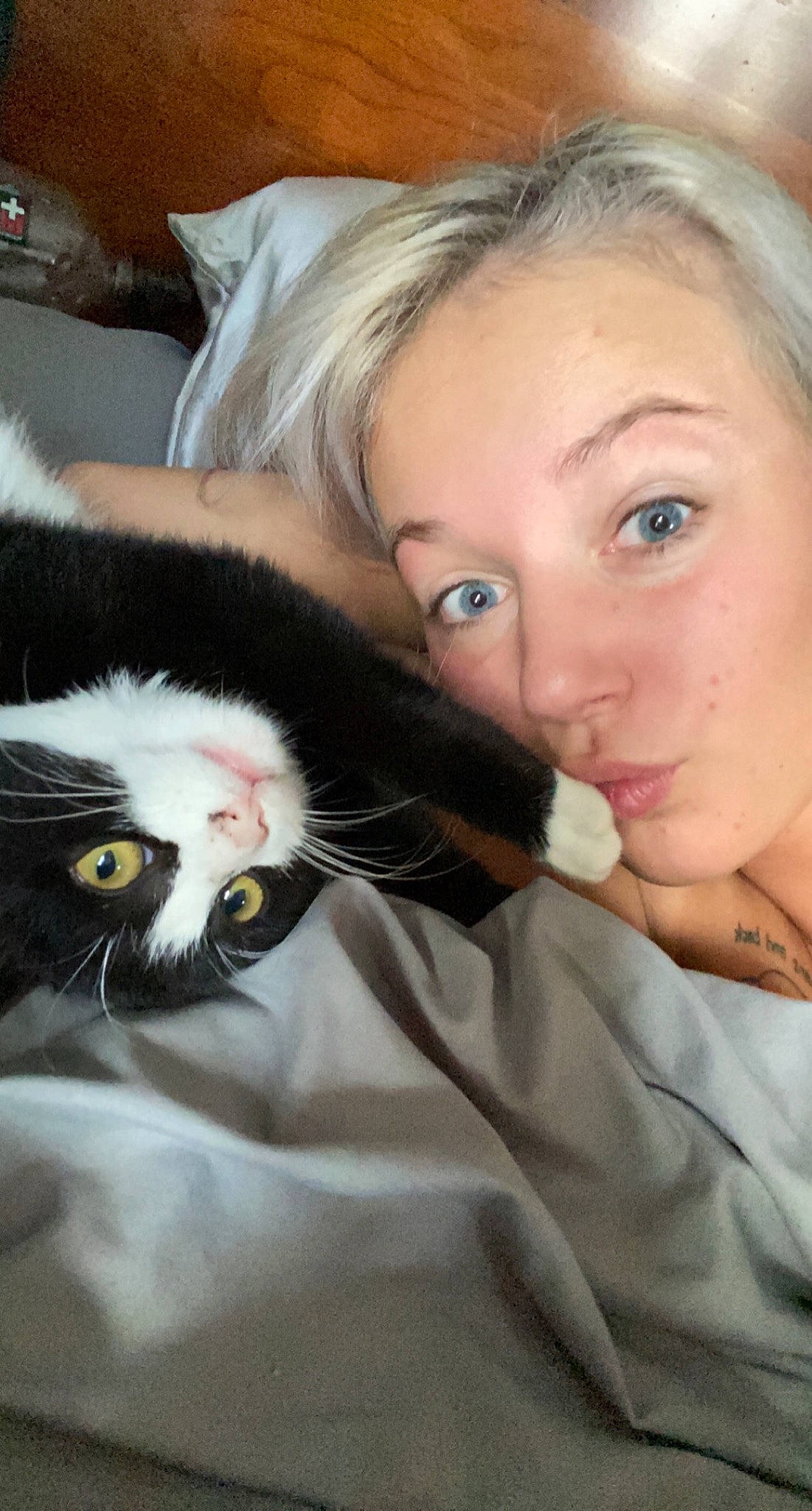 Lil Dickie is registered to the contest to win money with this photo: black_hair, carnivore, cat, close_up, comfort, domestic_short_haired_cat, ear, eye, eyelash, facial_expression, felidae, fur, iris, nose, organ, plant, skin, small_to_medium_sized_cats, snout, whiskers