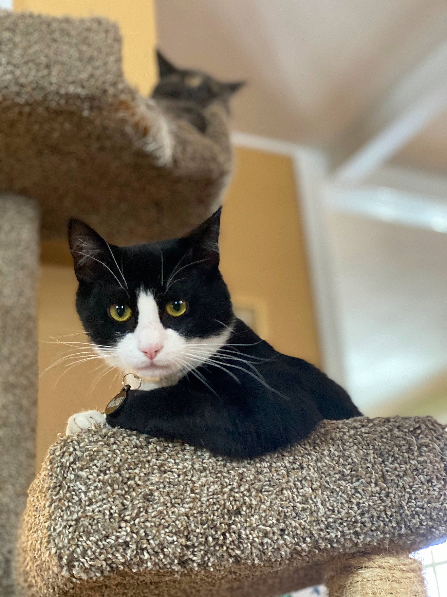 Lil Dickie is registered to the contest to win money with this photo: box, cardboard, carnivore, cat, cat_bed, cat_furniture, cat_supply, comfort, domestic_short_haired_cat, fawn, felidae, fur, grey, pet_supply, room, shelf, small_to_medium_sized_cats, snout, tail, whiskers