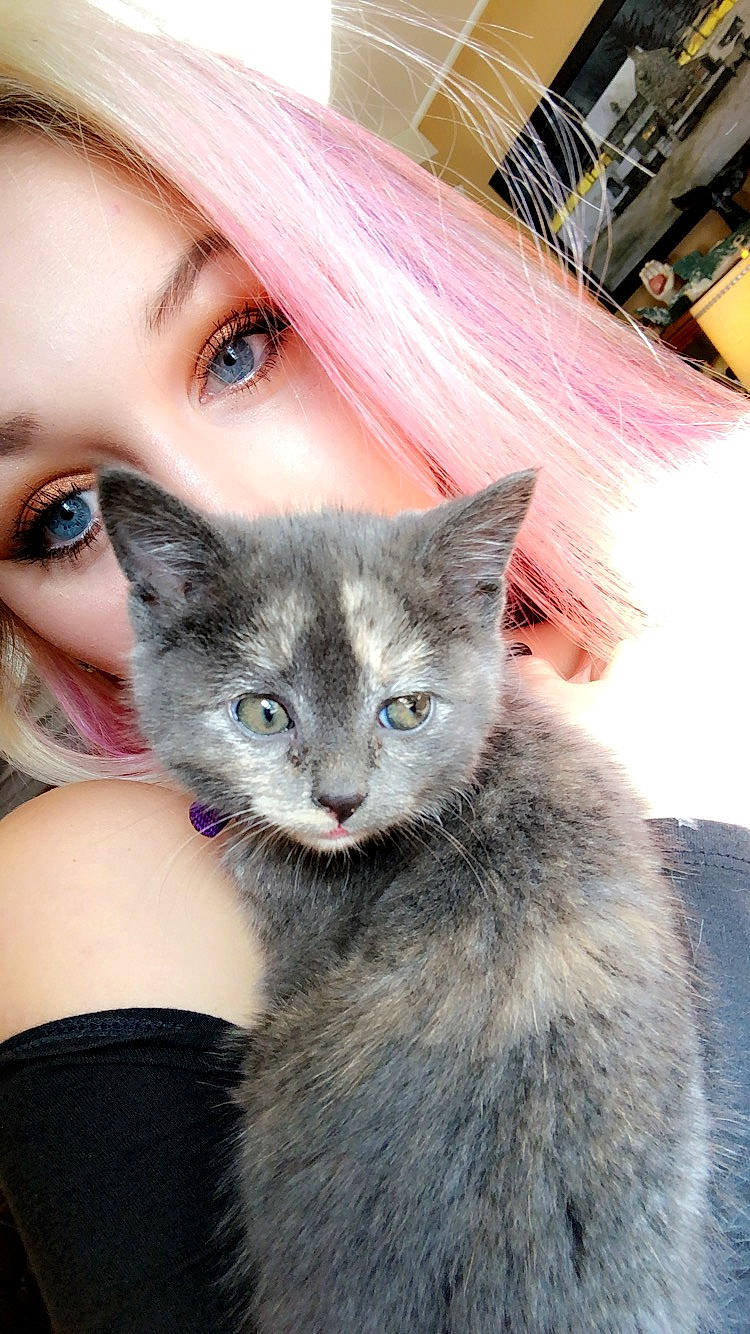 Pusheen is registered to the contest to win money with this photo: carnivore, cat, claw, comfort, domestic_short_haired_cat, ear, fashion_accessory, fawn, felidae, fur, grey, mammal, paw, sitting, small_to_medium_sized_cats, snout, tail, textile, whiskers