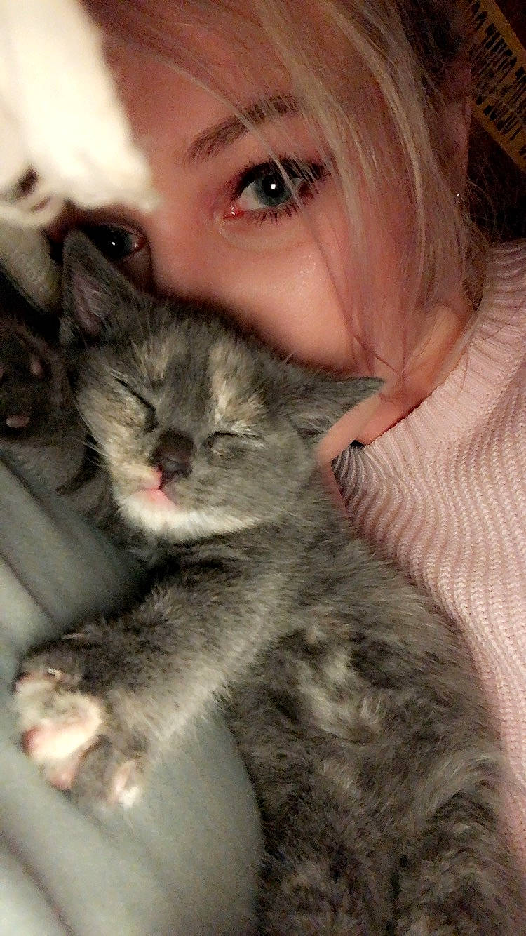 Pusheen joined the competition — help win amazing prizes! carnivore, cat, comfort, companion_dog, domestic_short_haired_cat, ear, fawn, felidae, fur, grey, hair, lap, nose, organ, paw, small_to_medium_sized_cats, smile, snout, tail, whiskers