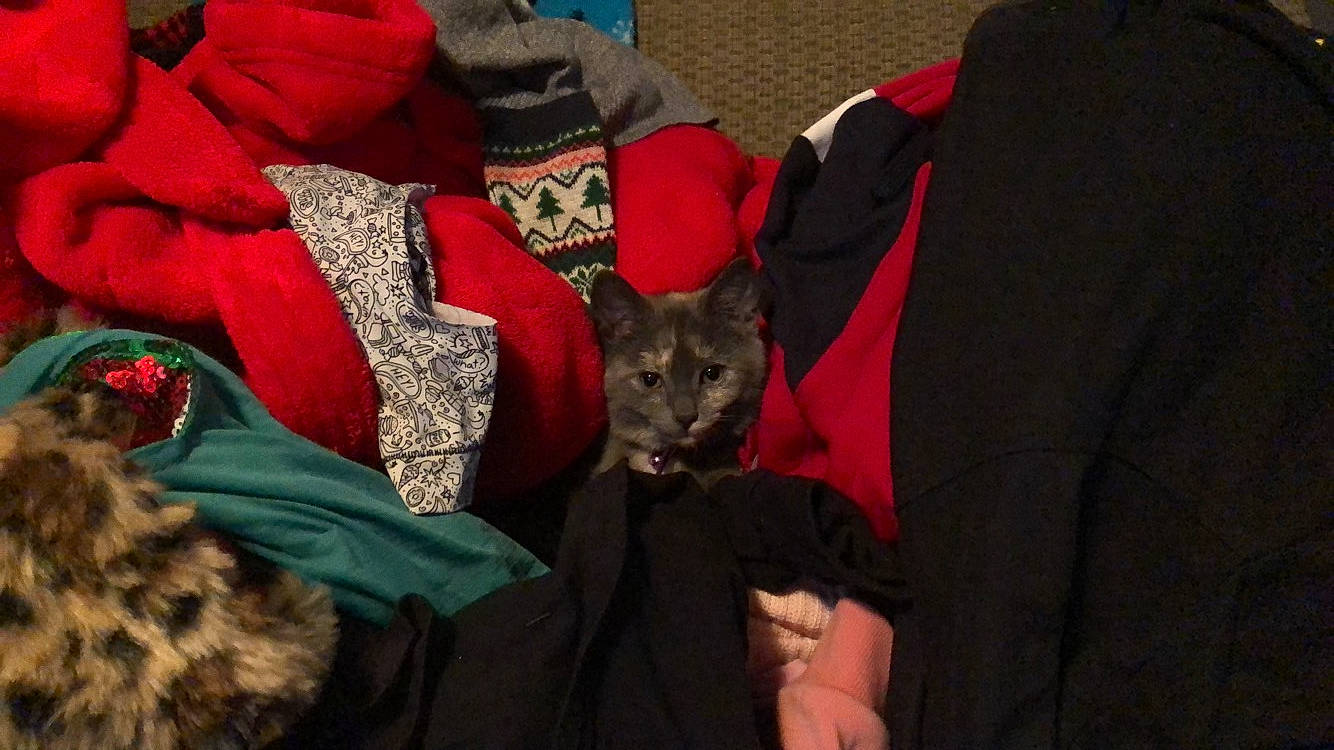 Pusheen joined the competition — help win amazing prizes! black_cat, canidae, carmine, carnivore, cat, comfort, dog_breed, domestic_short_haired_cat, felidae, fictional_character, fur, linens, pattern, plant, sleeve, small_to_medium_sized_cats, t_shirt, tree, whiskers