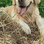 Vauban participe au concours pour gagner de l'argent avec cette photo : golden_retriever, dog, canine, animal, pet, outdoor, grass, dirt, tongue_out, happy, smiling, nature, greenery, close_up, lying_down, fur, muzzle, ears, playful, summer