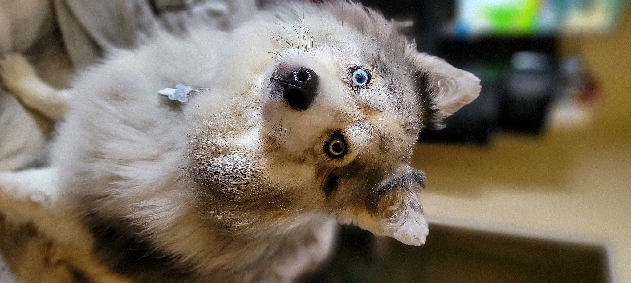 Nova is registered to the contest to win money with this photo: ancient_dog_breeds, canidae, canis, carnivore, close_up, companion_dog, dog, dog_breed, eyelash, fawn, fur, iris, puppy, sled_dog, snout, sporting_group, terrestrial_animal, whiskers, wildlife, wolf