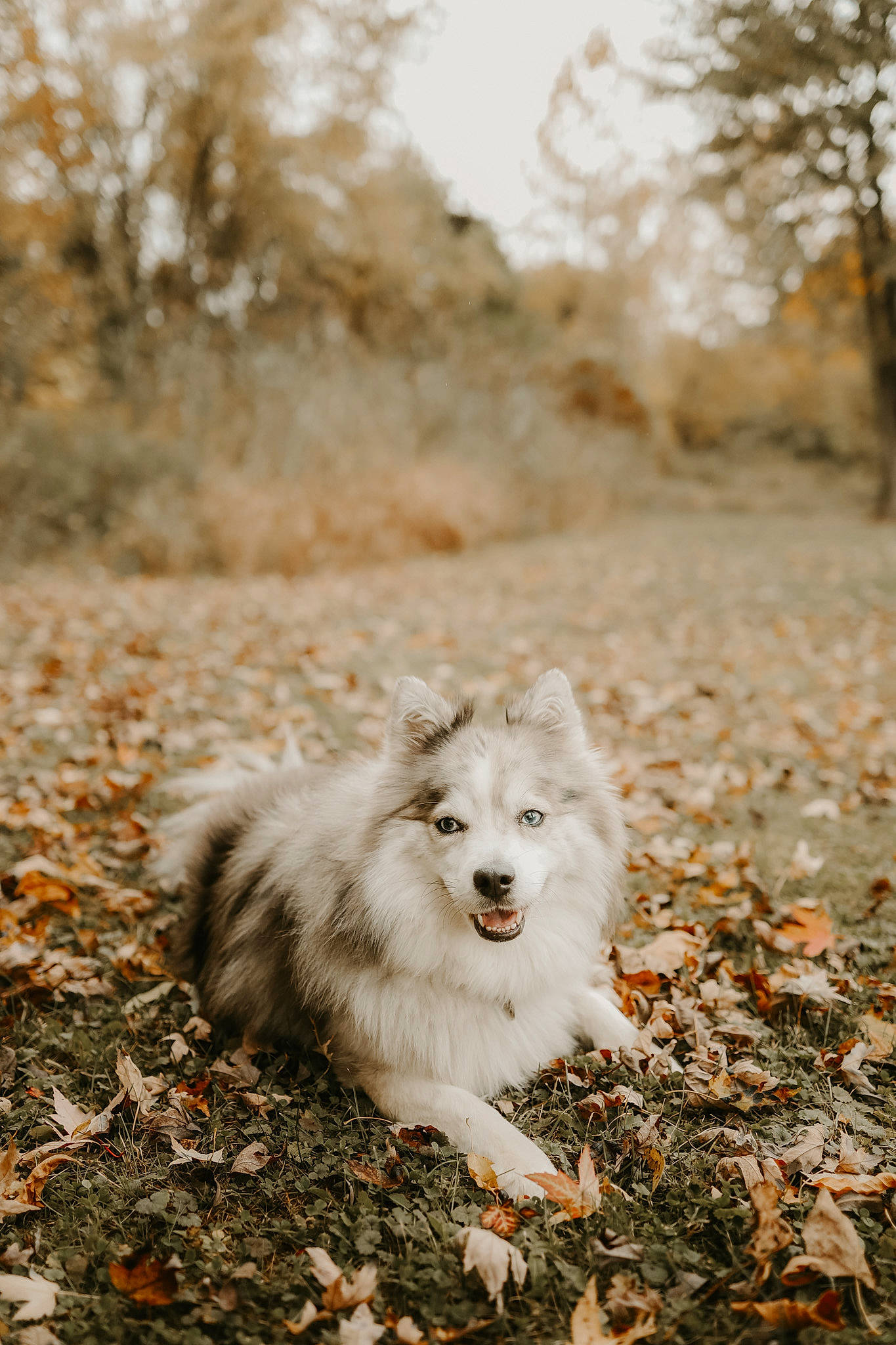 Nova is registered to the contest to win money with this photo: american_eskimo_dog, canis, carnivore, companion_dog, dog, dog_breed, fur, german_spitz, german_spitz_mittel, grass, landscape, monochrome_photography, plant, sky, soil, spitz, tree, volpino_italiano, whiskers, wildlife