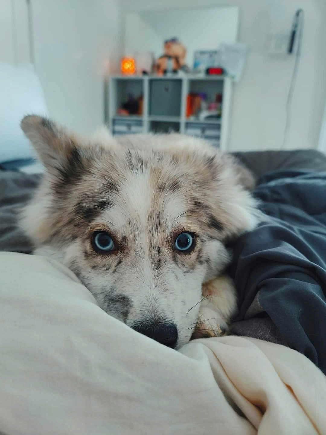 Nova