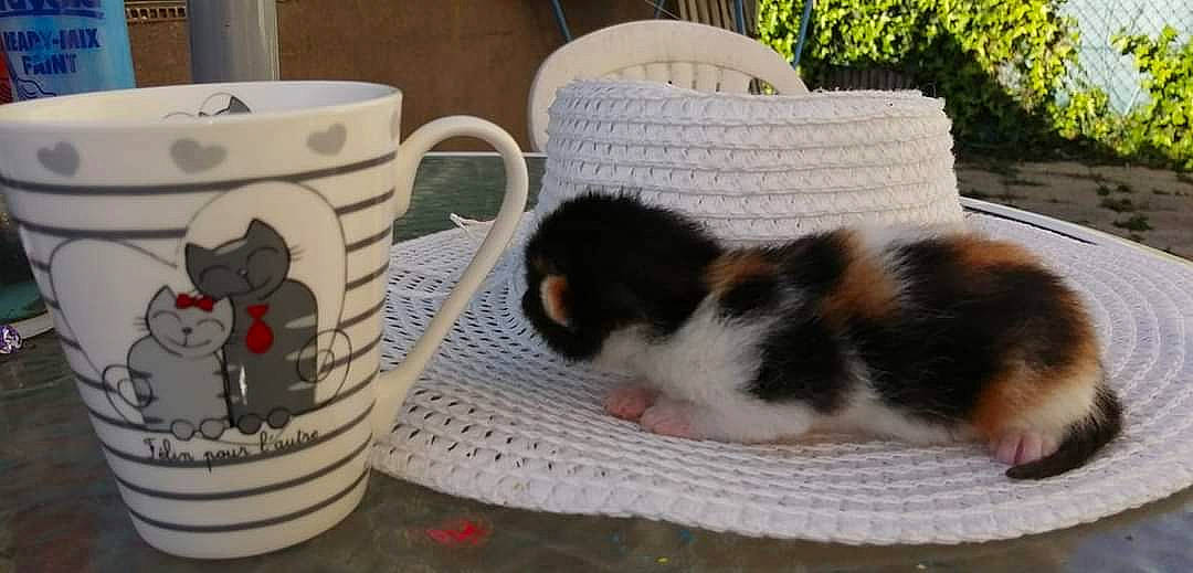Isa participe au concours pour gagner de l'argent avec cette photo : cat, ceramic, coffee_cup, comfort, companion_dog, cup, dishware, domestic_short_haired_cat, drinkware, felidae, linens, mug, porcelain, serveware, small_to_medium_sized_cats, tableware, teacup, textile, whiskers
