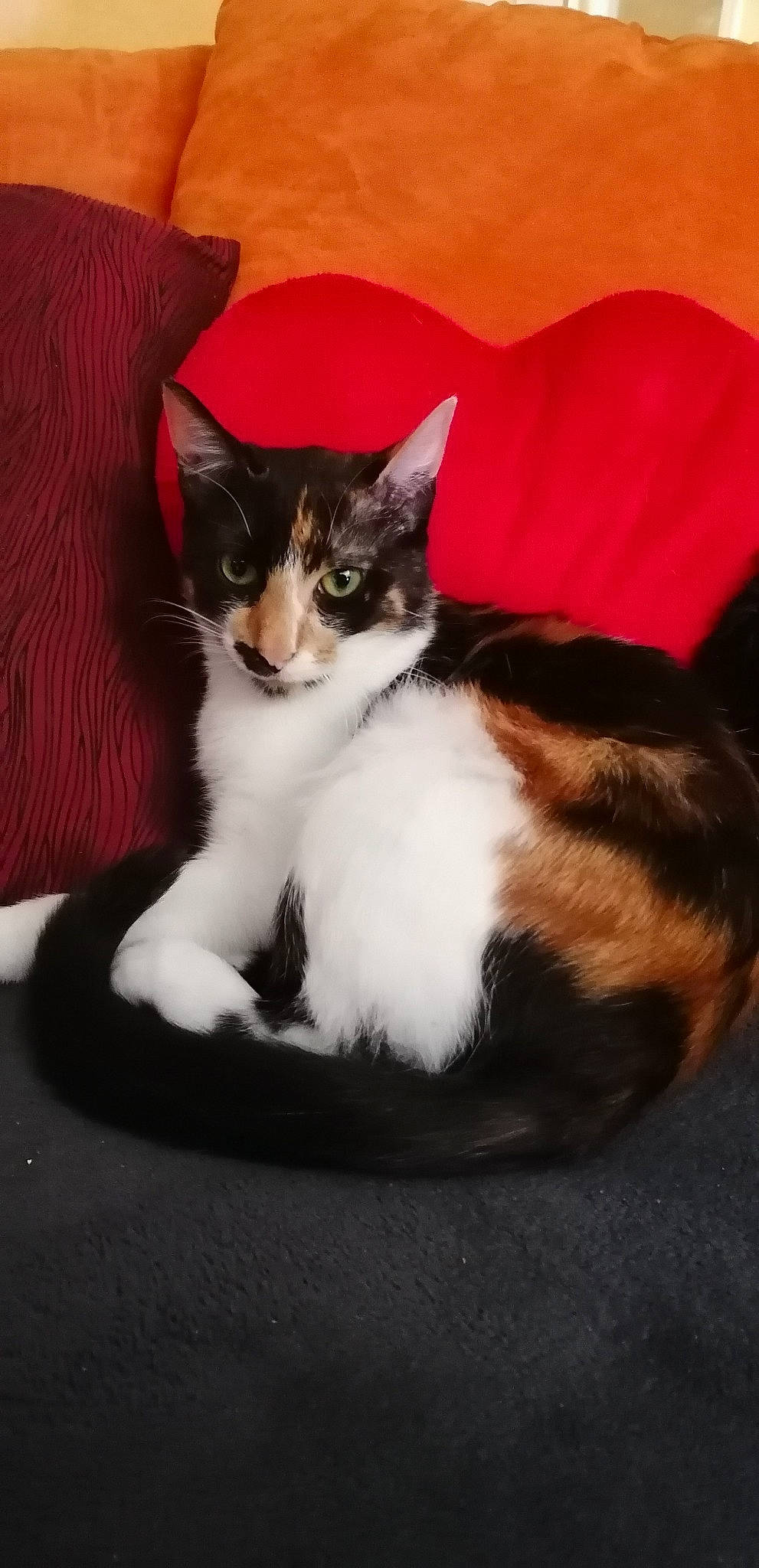 Isa participe au concours pour gagner de l'argent avec cette photo : carnivore, cat, cat_supply, claw, comfort, couch, domestic_short_haired_cat, eye, felidae, fur, human_leg, lap, paw, plant, small_to_medium_sized_cats, snout, tail, tree, whiskers, wood