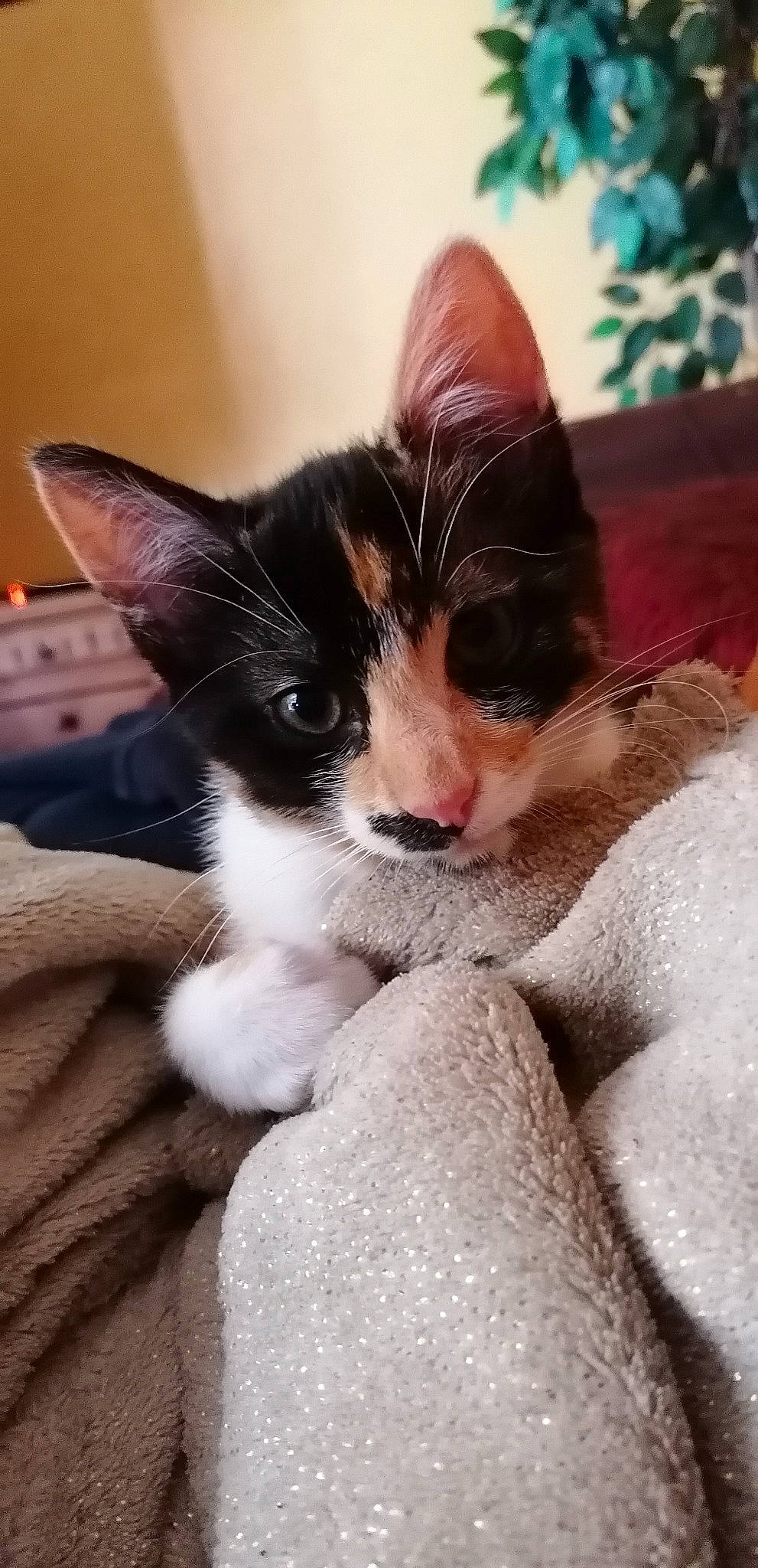 Isa a rejoint le concours — aidez-le/la à gagner de superbes lots ! carnivore, cat, claw, comfort, domestic_short_haired_cat, eyelash, felidae, fur, human_leg, linens, nap, paw, plant, sitting, small_to_medium_sized_cats, snout, tail, tree, whiskers