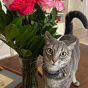 Juliette joined the competition — help win amazing prizes! cat, flower, roses, vase, table, indoor, pet, curious, gray_tabby, collar, whiskers, green_leaves, wooden_surface, home, decor, closeup, plant, feline, domestic_animal, eyes