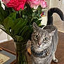 cat, flower, roses, vase, table, indoor, pet, curious, gray_tabby, collar, whiskers, green_leaves, wooden_surface, home, decor, closeup, plant, feline, domestic_animal, eyes