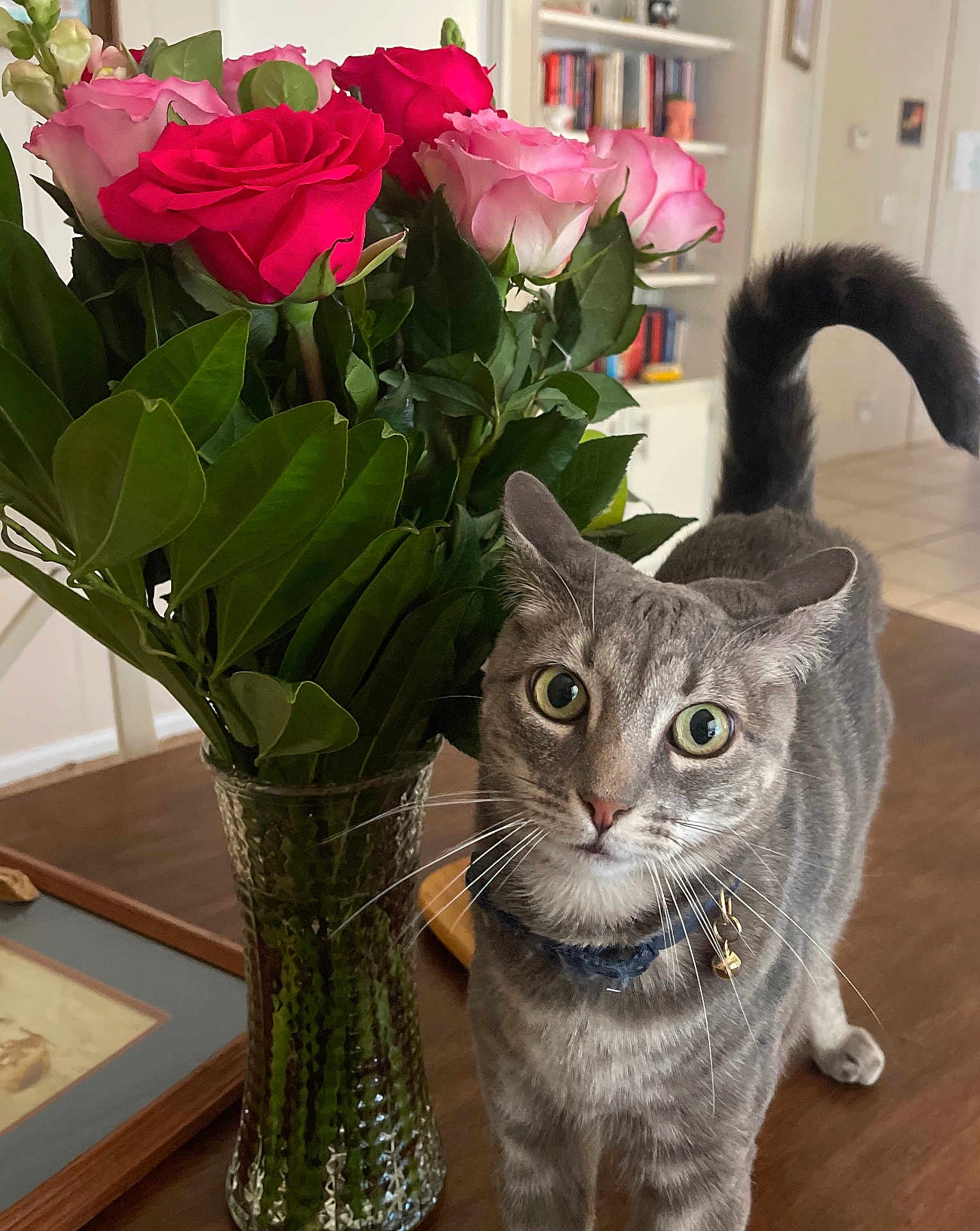 Juliette joined the competition — help win amazing prizes! cat, flower, roses, vase, table, indoor, pet, curious, gray_tabby, collar, whiskers, green_leaves, wooden_surface, home, decor, closeup, plant, feline, domestic_animal, eyes