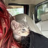 Giuseppe joined the competition — help win amazing prizes! cat, kitten, gray_cat, animal, pet, feline, car, vehicle, interior, leather_seat, passenger, red_hair, person, close_up, whiskers, ears, blue_eyes, sitting, travel, indoors