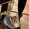 Giuseppe is registered to the contest to win money with this photo: kitten, cat, gray_fur, blue_eyes, animal, pet, sitting, cute, indoor, hardwood_floor, chair, footrest, office_furniture, black, wood, whiskers, ears, portrait, home, curious
