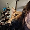 Poppy is registered to the contest to win money with this photo: dog, pet, canine, shiba_inu, close_up, portrait, sleepy, closed_eyes, black_nose, pointed_ears, brown_fur, human, companion, cuddle, indoors, home, shelving, globe, mirror, selfie