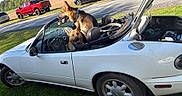 Poppy is registered to the contest to win money with this photo: dog, dogs, german_shepherd, convertible, sports_car, white_car, car_interior, open_roof, riding, animal, pet, tongue_out, collar, outdoor, countryside, road, grass, field, vehicles, sunlight
