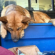 Poppy joined the competition — help win amazing prizes! dog, brown_dog, sleeping, tired, animal, pet, canine, short_hair, floppy_ears, paws, snout, vehicle, car_interior, storage_bin, blue_bin, cargo, bags, outdoor_light, relaxed, funny