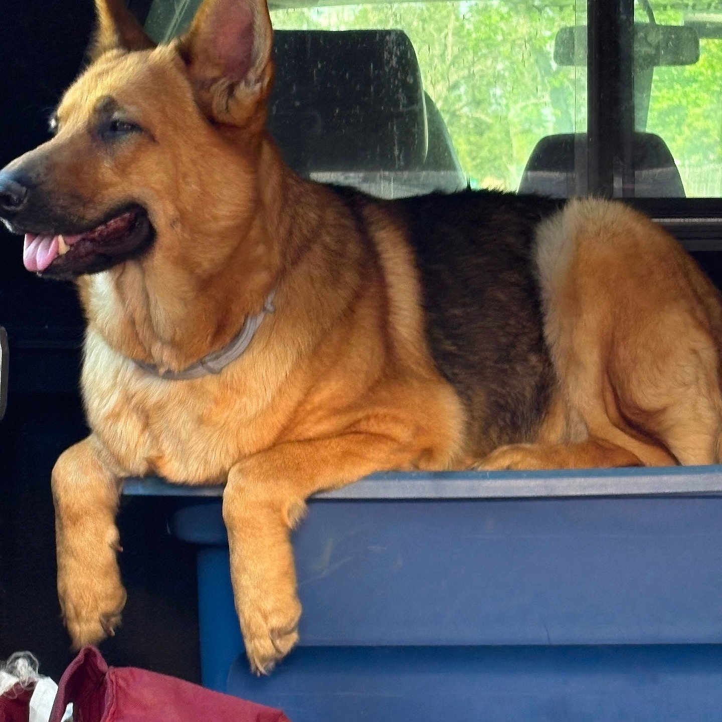 Poppy is registered to the contest to win money with this photo: dog, german_shepherd, large_dog, animal, pet, tan_fur, black_saddle, pointed_ears, open_mouth, panting, tongue, collar, sitting, lying_down, vehicle, car_interior, storage_bin, cargo_area, outdoor_background, portrait