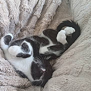 Victor is registered to the contest to win money with this photo: animal, black_and_white, cat, comfort, cozy, cute, fluffy_blanket, fur, indoor, kitten, nap, paw, pet, relaxing, resting, sleeping, small, soft_texture, tail, whiskers