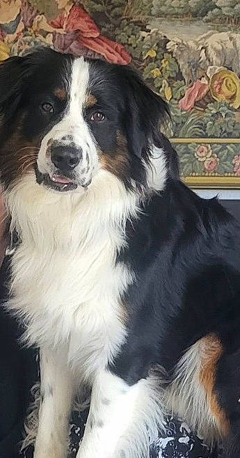 Clash a rejoint le concours — aidez-le/la à gagner de superbes lots ! bernese_mountain_dog, carnivore, companion_dog, dog, dog_breed, fur, giant_dog_breed, herding_dog, snout, sporting_group, terrestrial_animal, whiskers, working_dog