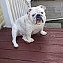 Mel joined the competition — help win amazing prizes! animal, bulldog, canine, companion, cute, dog, domestic_dog, fur, house_siding, outdoor, paw, pet, pet_portrait, porch, railing, resting, sitting, spotted_ears, white_dog, wooden_deck