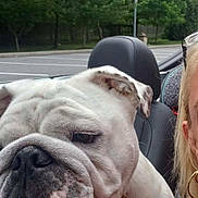 Mel joined the competition — help win amazing prizes! animal, bulldog, canine, car_seat, close_up, companion, daytime, dog, ears, outdoor, parking_lot, person_partial, pet, pet_portrait, seat_headrest, summer, tongue_out, trees, white_dog, wrinkled_face